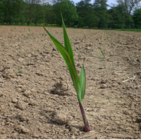 www.bioenergie-hoffenheim.de